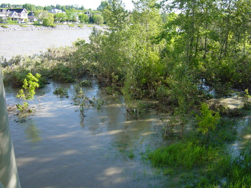 Calgary 10th Street Bridge Trees